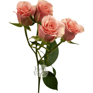 Ilse, Ecuadorian soft pink spray rose by Hoja Verde
