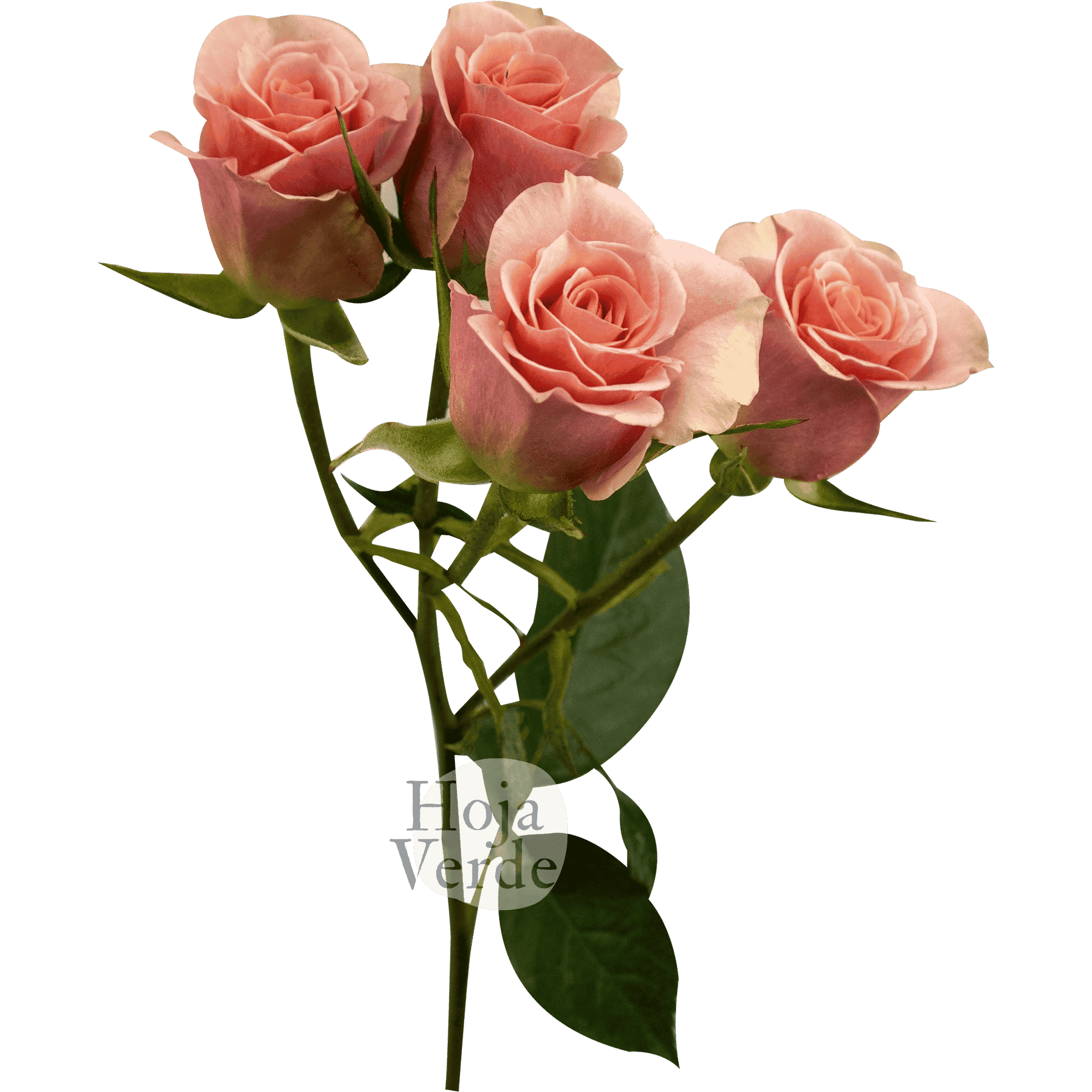 Ilse, Ecuadorian soft pink spray rose by Hoja Verde