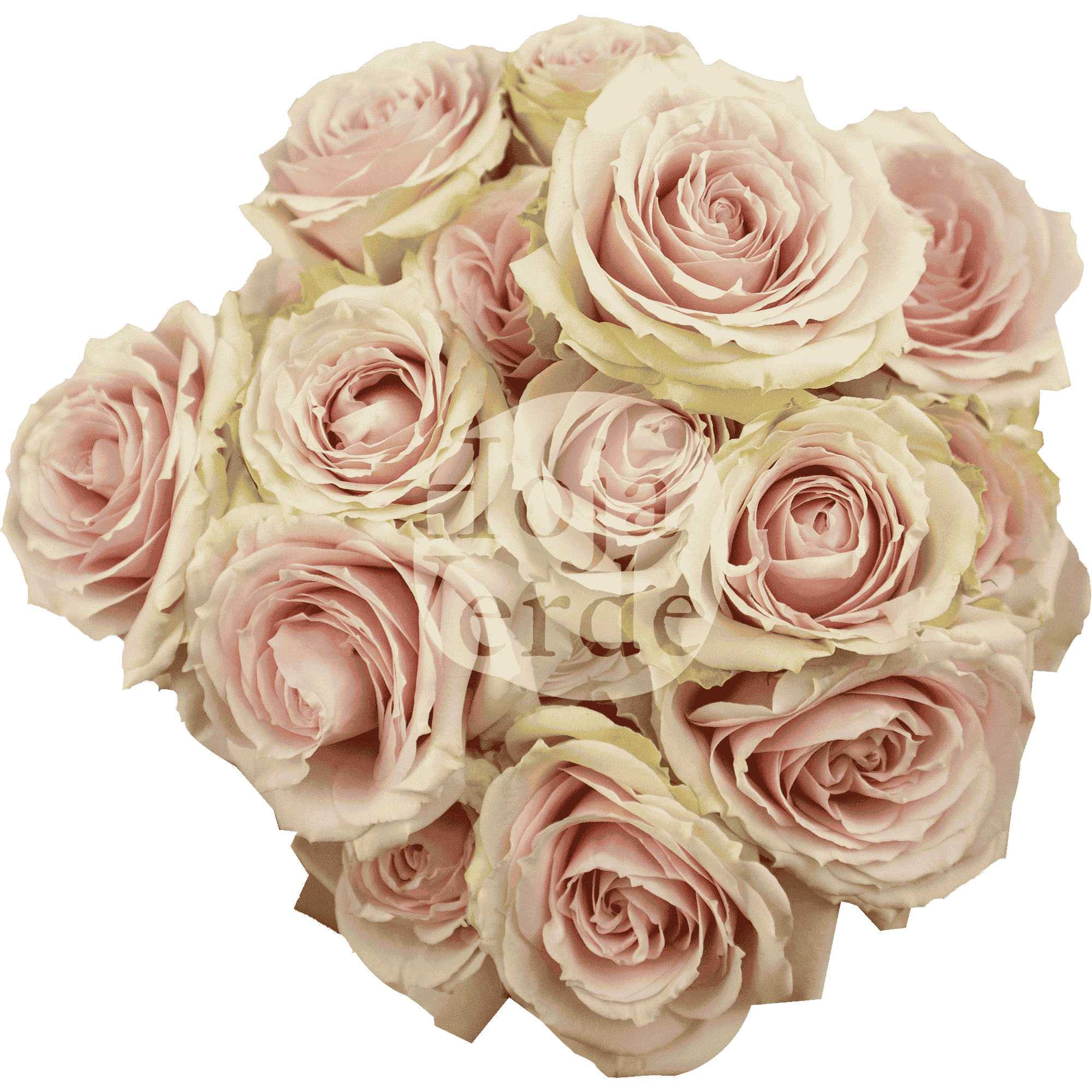 Irishka Peach, Ecuadorian super light peach spray rose by Hoja Verde
