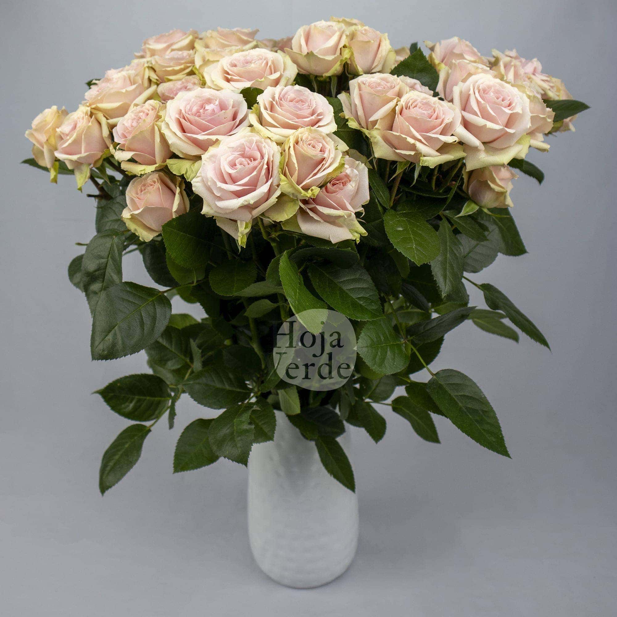 Irishka Peach, Ecuadorian super light peach spray rose by Hoja Verde