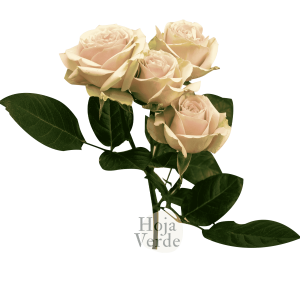 Irishka Peach, Ecuadorian super light peach spray rose by Hoja Verde