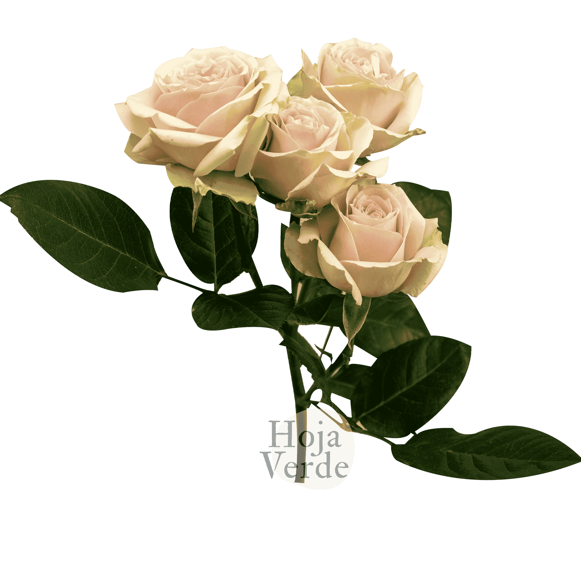 Irishka Peach, Ecuadorian super light peach spray rose by Hoja Verde