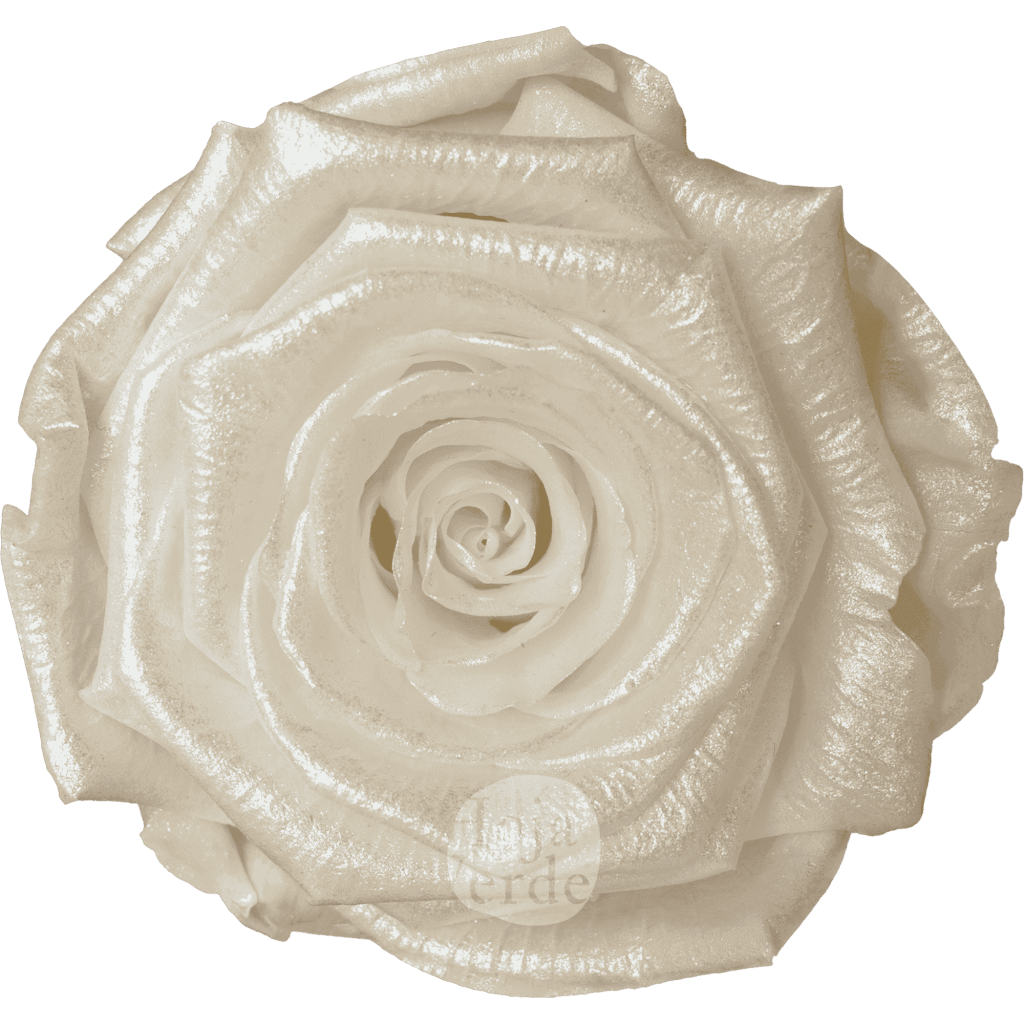 Discover Ivory Glow by Hoja Verde, preserved Ecuadorian rose in soft ivory pastel