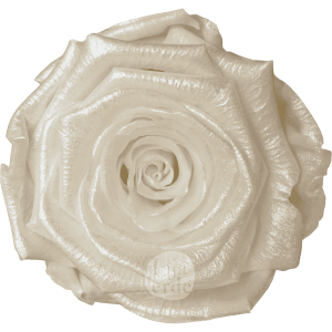 Discover Ivory Glow by Hoja Verde, preserved Ecuadorian rose in soft ivory pastel
