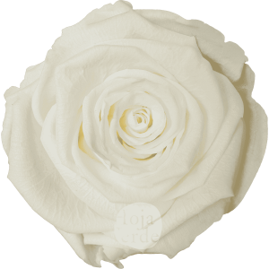 Discover Ivory by Hoja Verde, a preserved and tinted Ecuadorian rose in soft pastel white