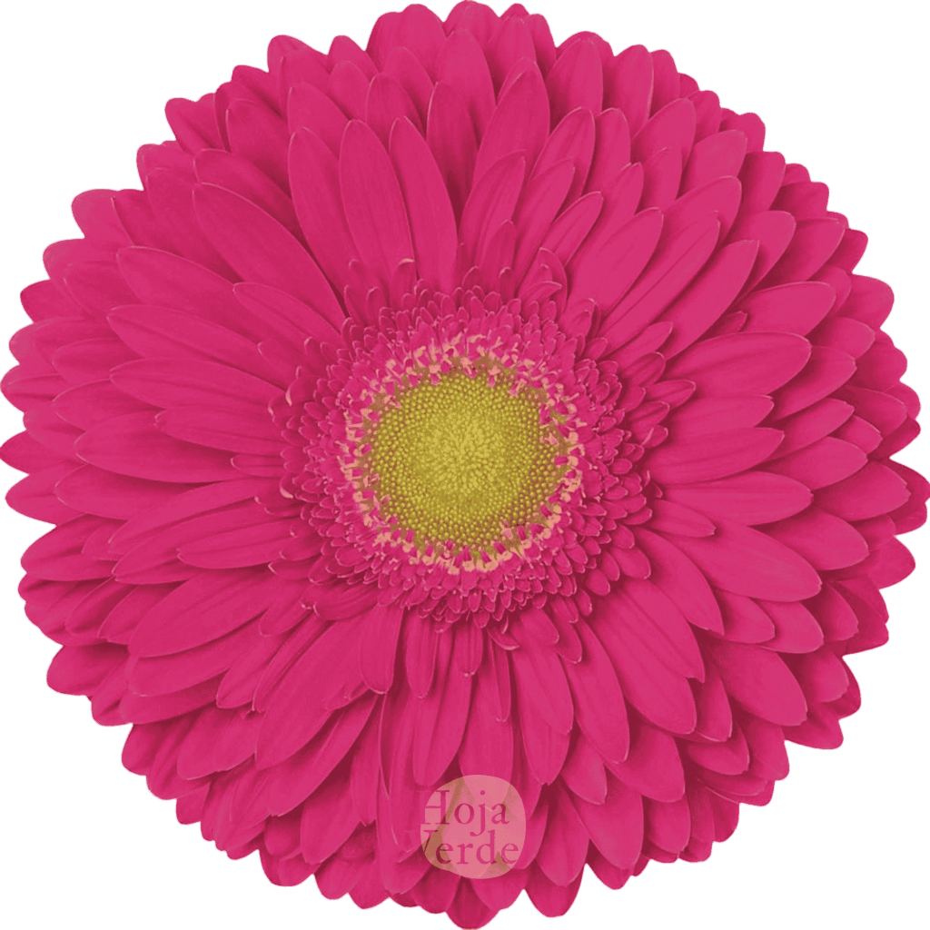 Kensy, pink gerbera grown in Ecuador by Hoja Verde