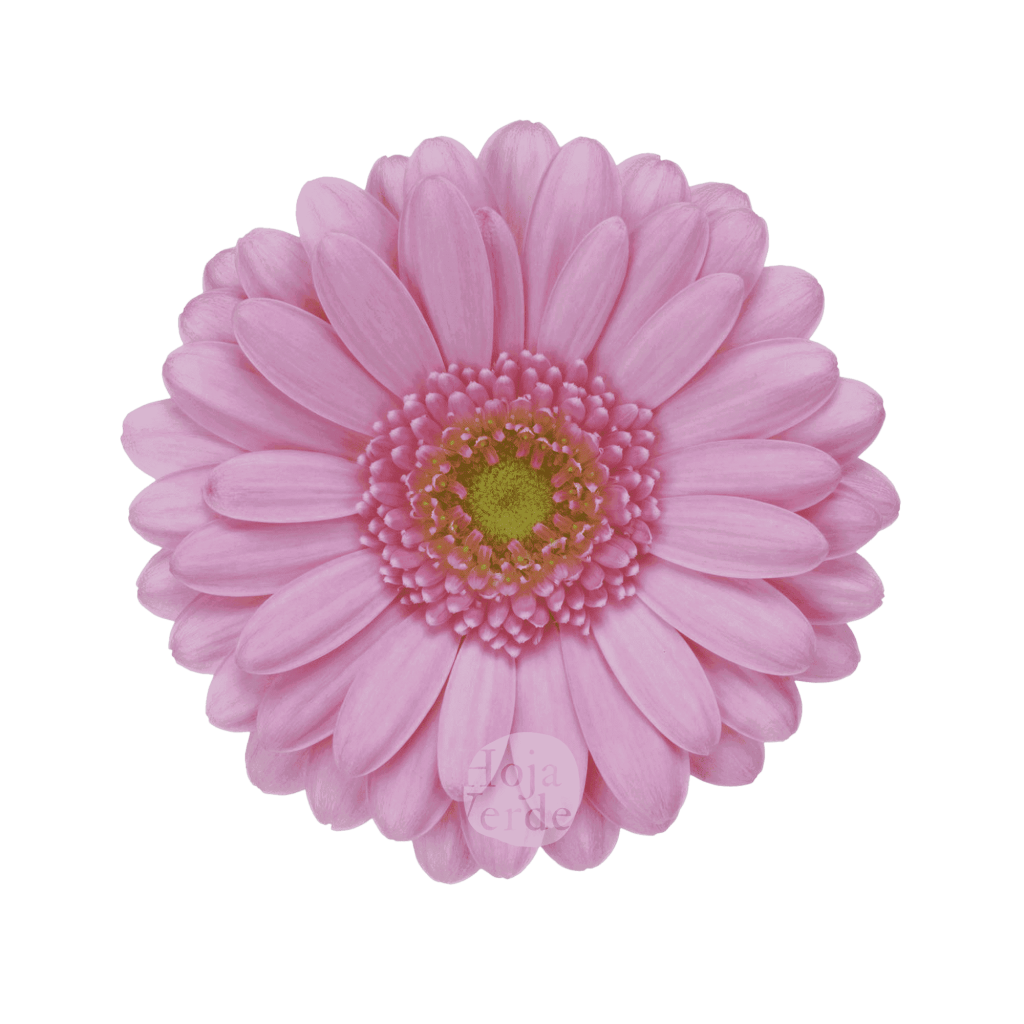 Kimsey, light pink gerbera grown in Ecuador by Hoja Verde