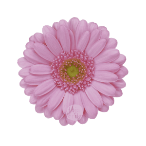 Kimsey, light pink gerbera grown in Ecuador by Hoja Verde