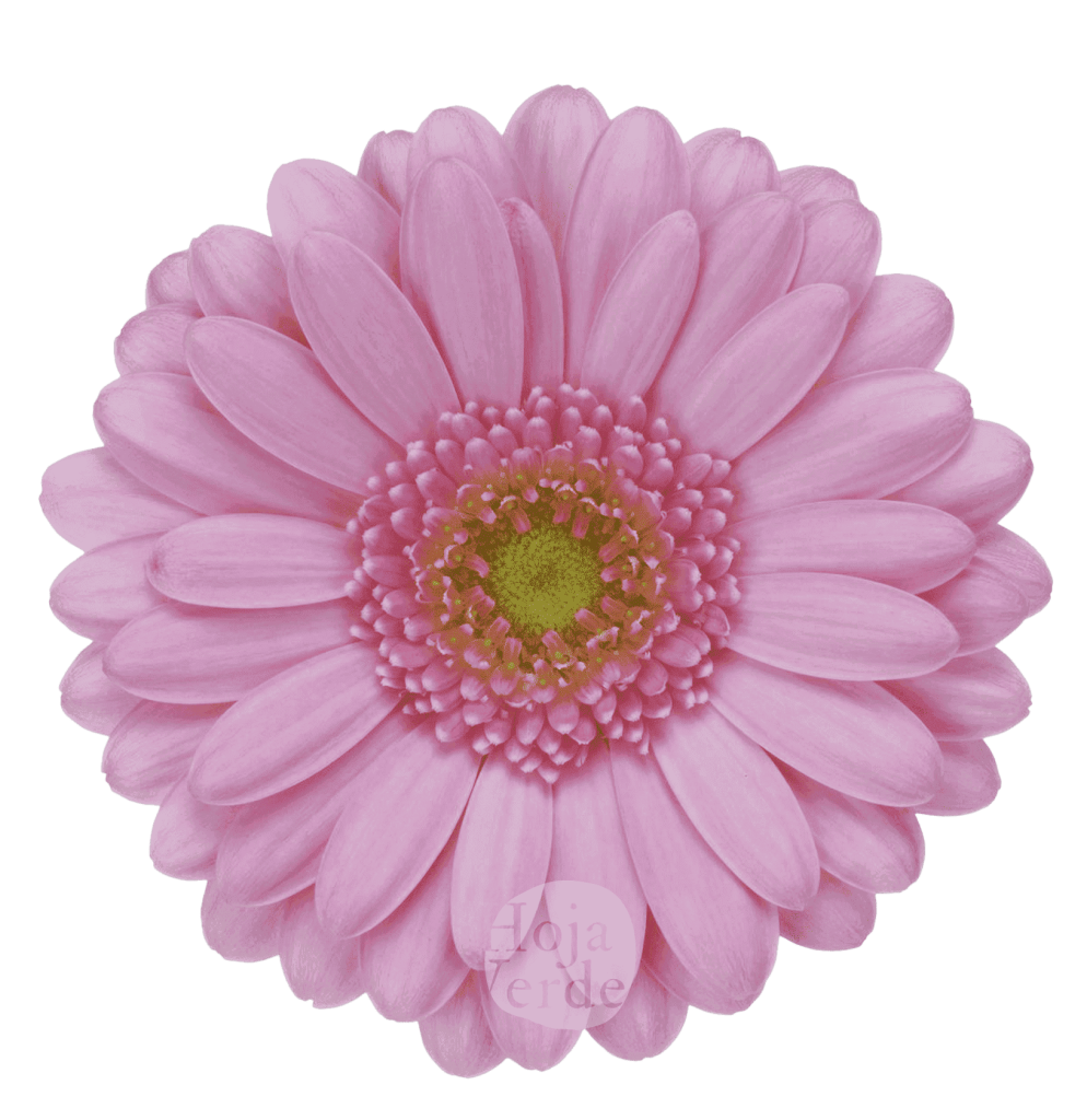 Kimsey, light pink gerbera grown in Ecuador by Hoja Verde