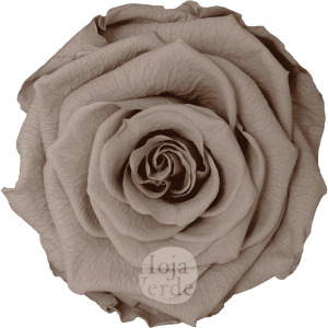 Discover Latte by Hoja Verde, preserved and tinted Ecuadorian rose in a warm pastel chocolate tone