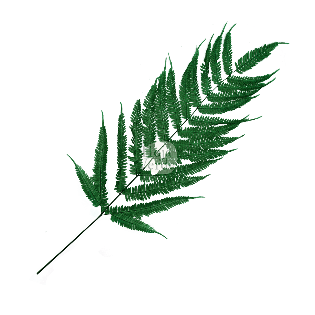 Hoja Verde preserved and tinted Leather Fern from Ecuador