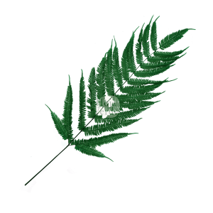 Hoja Verde preserved and tinted Leather Fern from Ecuador