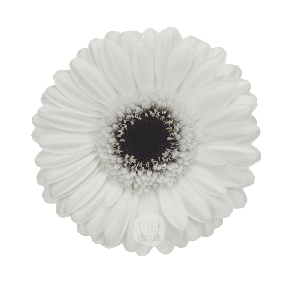 Lido, white gerbera grown in Ecuador by Hoja Verde