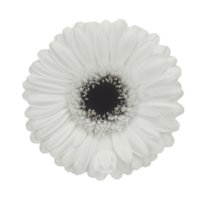Lido, white gerbera grown in Ecuador by Hoja Verde