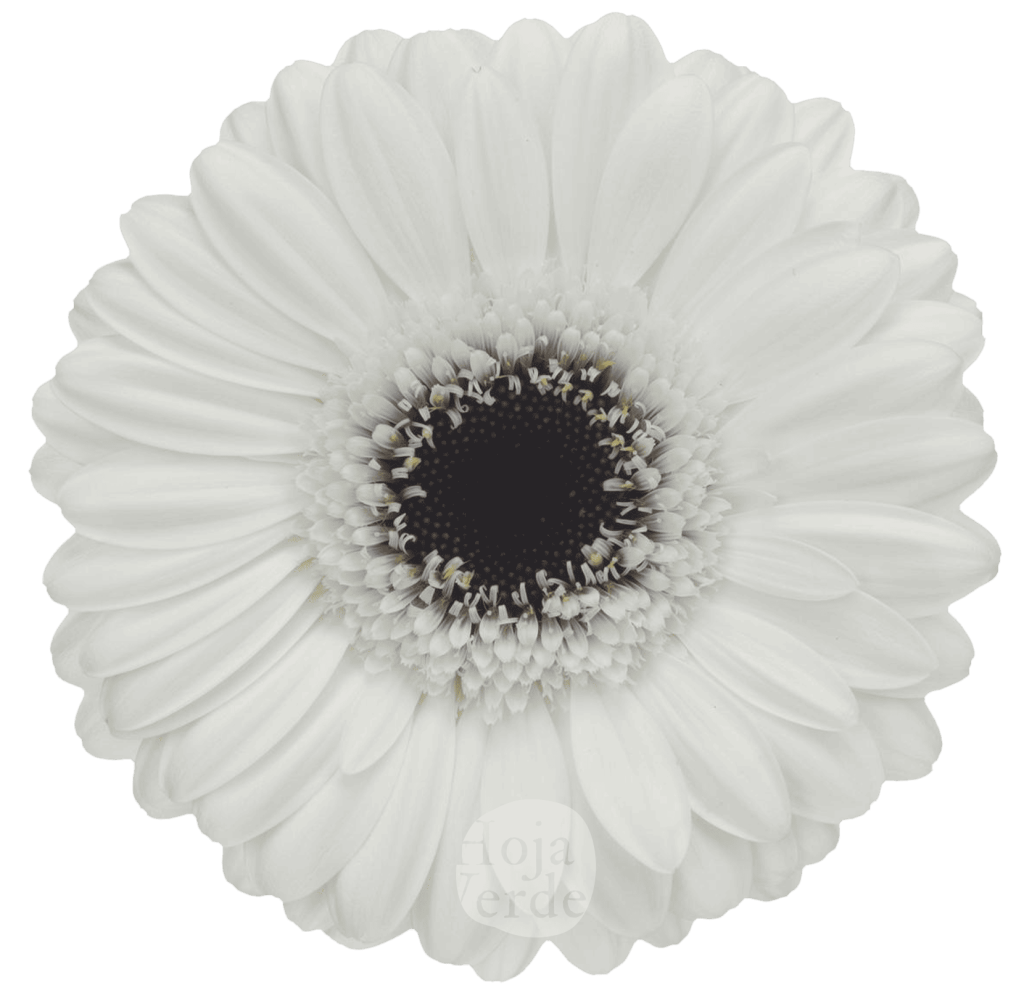 Lido, white gerbera grown in Ecuador by Hoja Verde