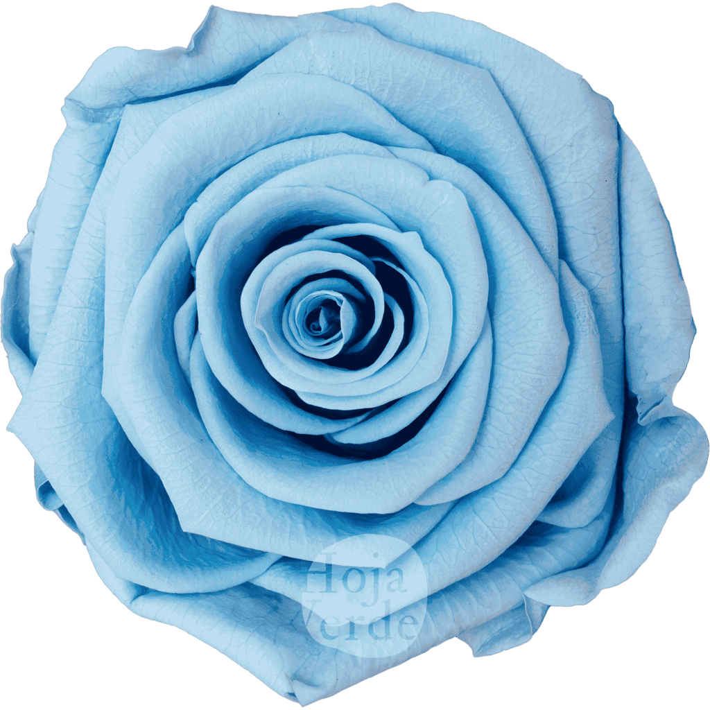 Light Blue by Hoja Verde, a preserved and tinted Ecuadorian rose in soft pastel blue