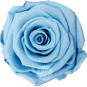 Light Blue by Hoja Verde, a preserved and tinted Ecuadorian rose in soft pastel blue