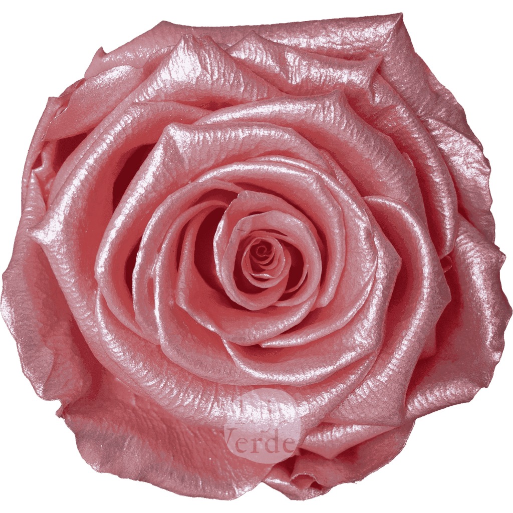 Discover Light Pink Glow by Hoja Verde, preserved Ecuadorian rose in soft light pink pastel