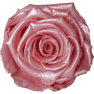 Discover Light Pink Glow by Hoja Verde, preserved Ecuadorian rose in soft light pink pastel