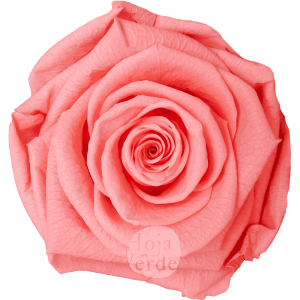 Light Pink by Hoja Verde, Ecuadorian Preserved & Tinted Rose in soft light pink with coral undertones