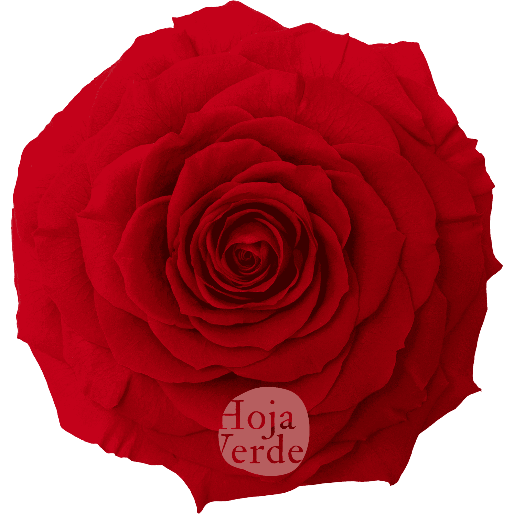 Light Red by Hoja Verde, Ecuadorian Preserved & Tinted Rose