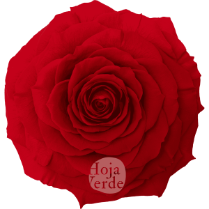 Light Red by Hoja Verde, Ecuadorian Preserved & Tinted Rose
