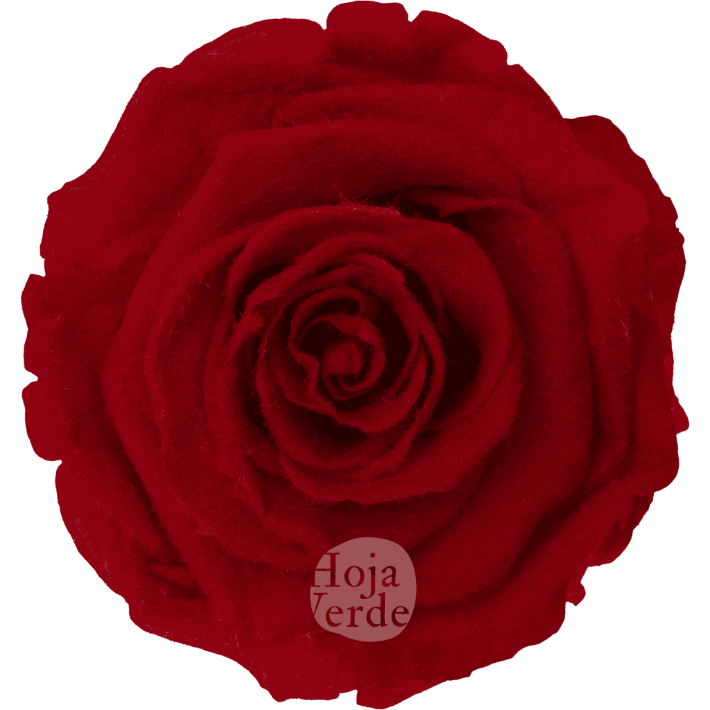 Teddy Light Red, preserved rose with soft light red tone and velvety, fluffy texture by Hoja Verde.
