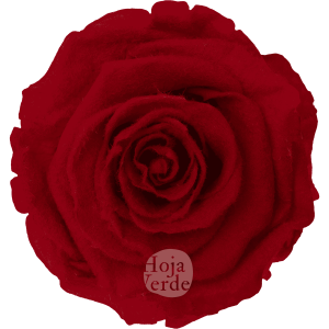 Teddy Light Red, preserved rose with soft light red tone and velvety, fluffy texture by Hoja Verde.