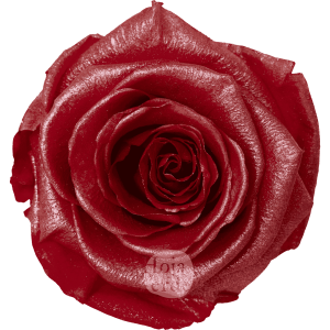 Light Red Glow by Hoja Verde, preserved Ecuadorian rose tinted with a trendy, innovative technique giving a subtle shine to soft red pastel hues