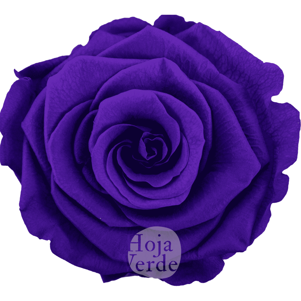Lila by Hoja Verde, Ecuadorian Preserved & Tinted Rose in vibrant lilac