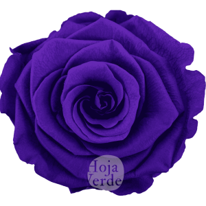 Lila by Hoja Verde, Ecuadorian Preserved & Tinted Rose in vibrant lilac
