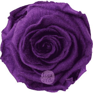 Teddy Lila preserved rose, vibrant purple tone with velvety, fluffy texture by Hoja Verde.