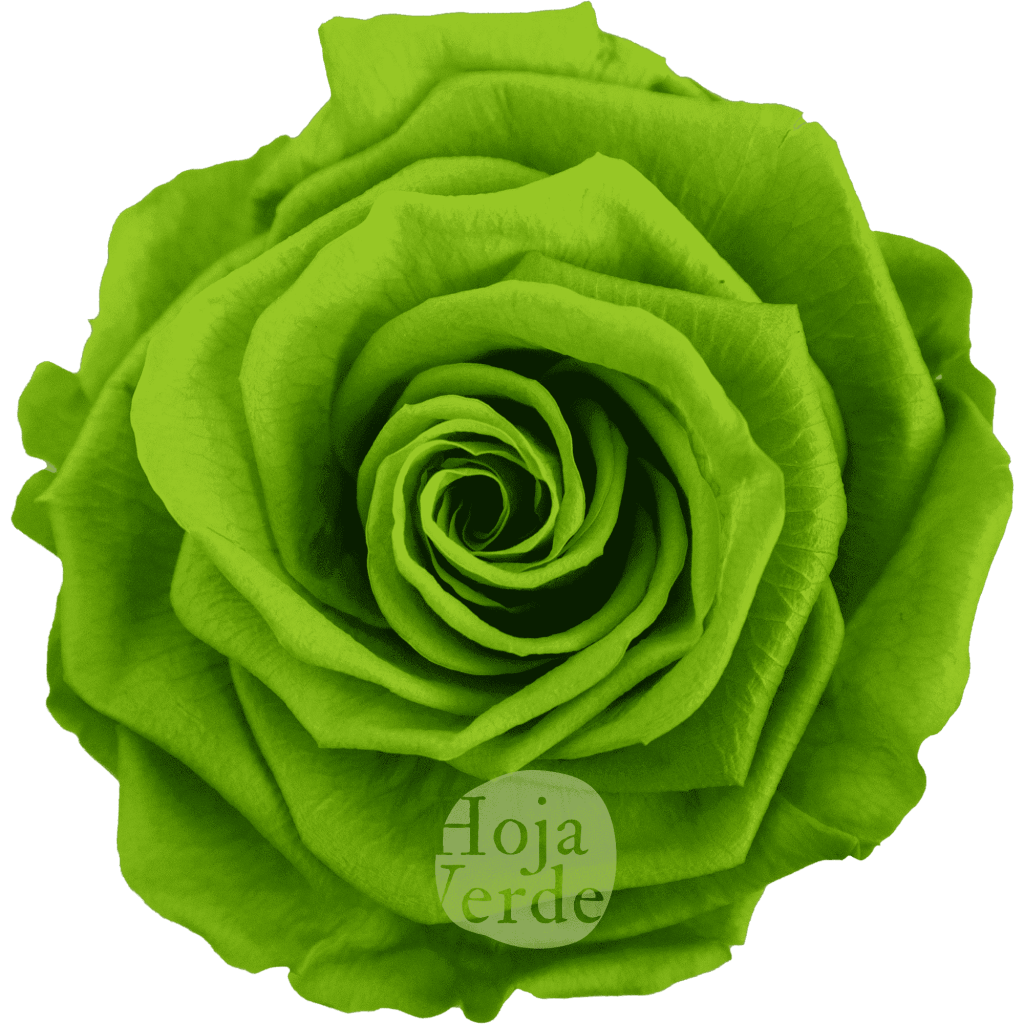 Lime Green by Hoja Verde, Ecuadorian Preserved & Tinted Rose in vibrant lime green