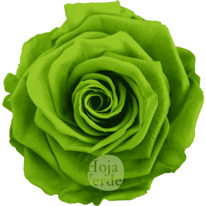 Lime Green by Hoja Verde, Ecuadorian Preserved & Tinted Rose in vibrant lime green