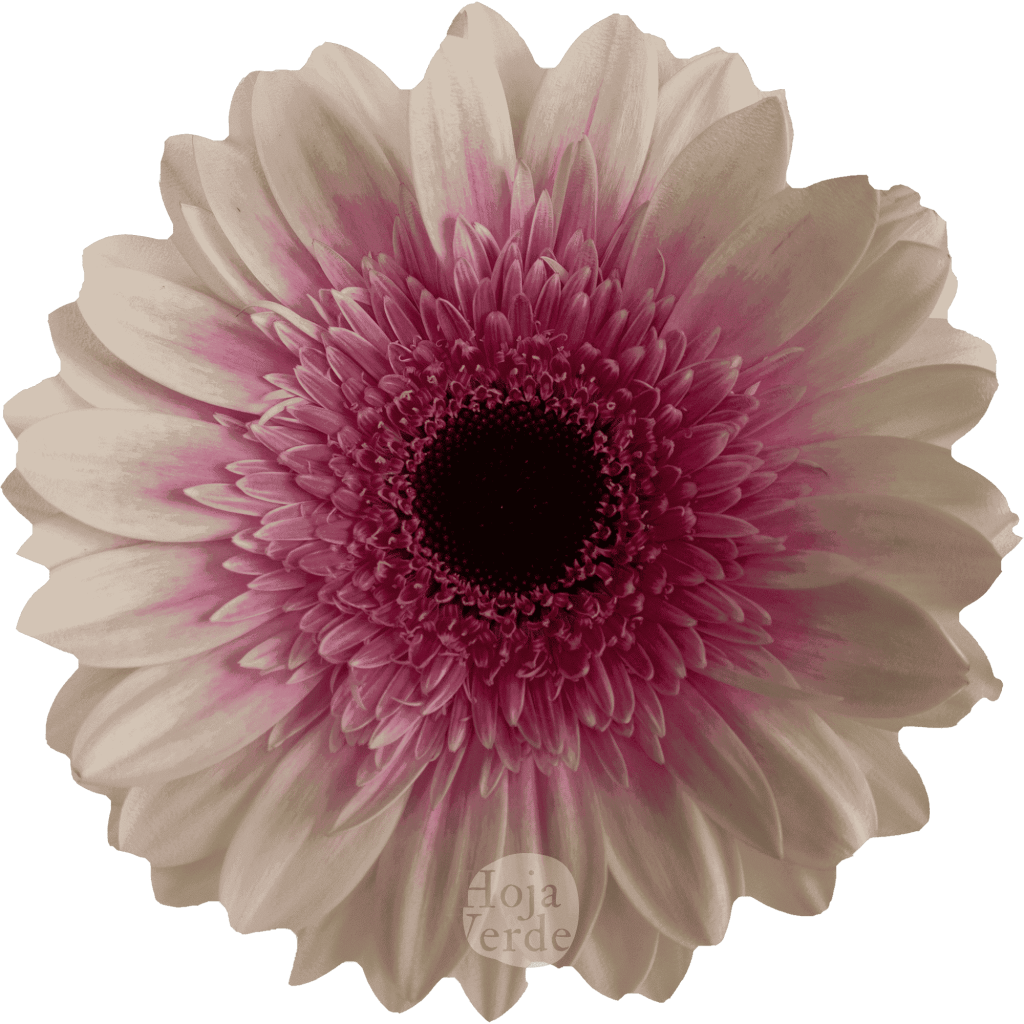 Lisandra, bicolor gerbera grown in Ecuador by Hoja Verde