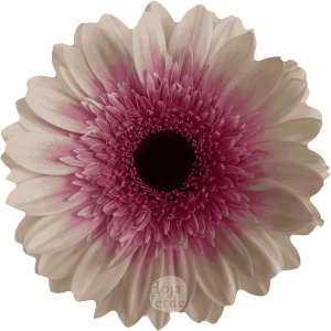 Lisandra, bicolor gerbera grown in Ecuador by Hoja Verde
