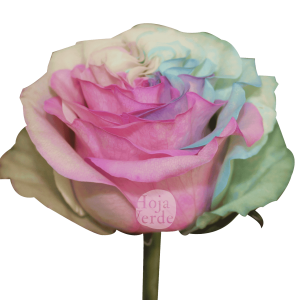 Tinted Roses