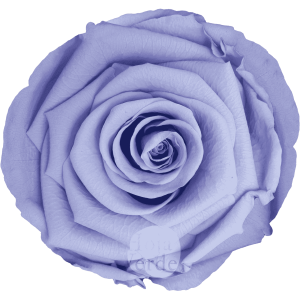 Discover Milka by Hoja Verde, preserved and tinted Ecuadorian rose in a gentle light lavender pastel tone