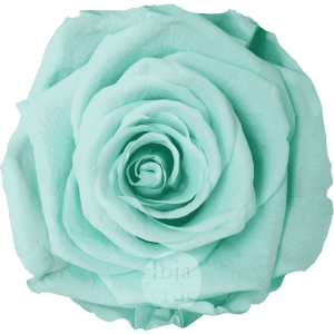 Mint by Hoja Verde, Ecuadorian Preserved & Tinted Rose in pastel mint with a bubblegum undertone