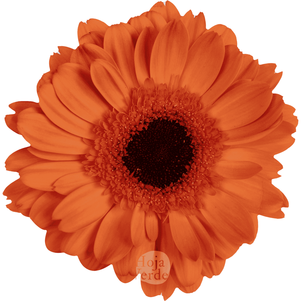 Mondelo, orange gerbera grown in Ecuador by Hoja Verde