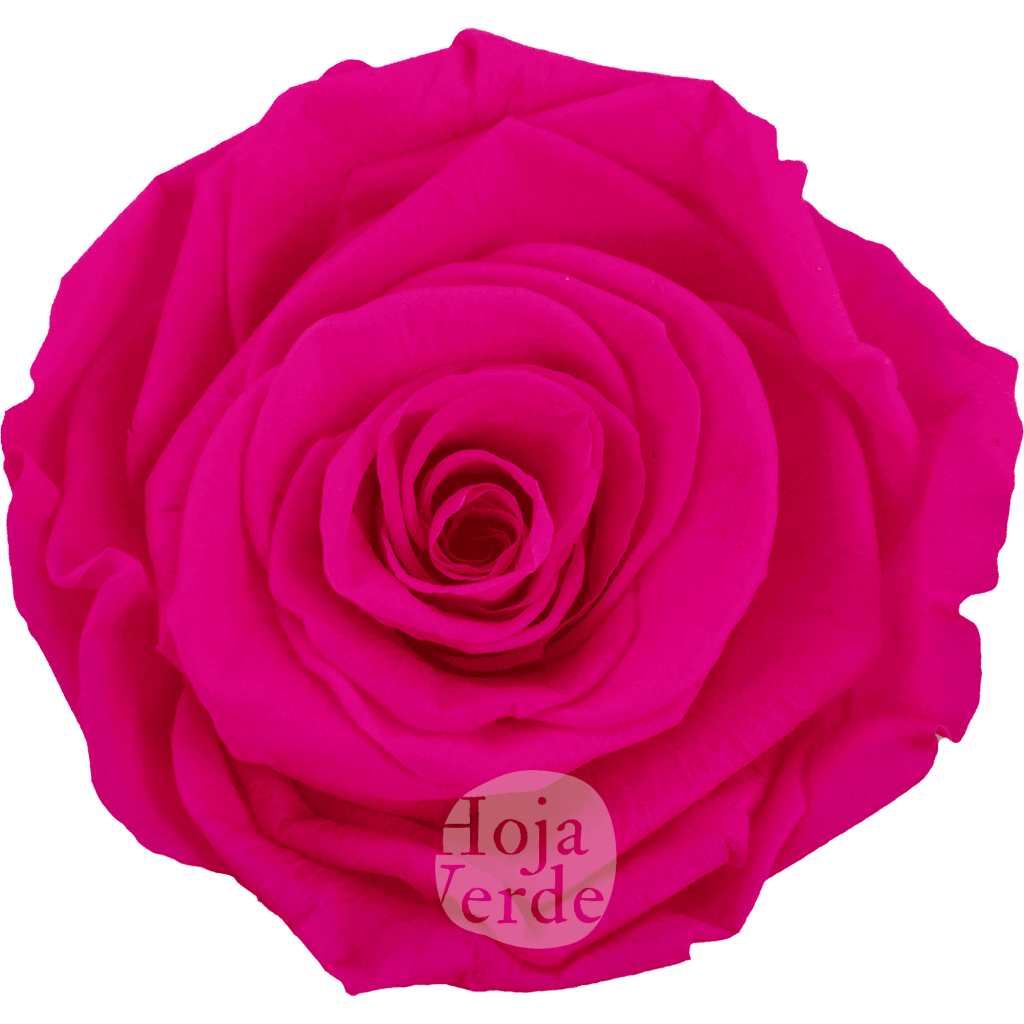 Neon Magenta by Hoja Verde, Ecuadorian Preserved & Tinted Rose in bright neon magenta