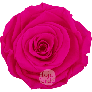 Neon Magenta by Hoja Verde, Ecuadorian Preserved & Tinted Rose in bright neon magenta