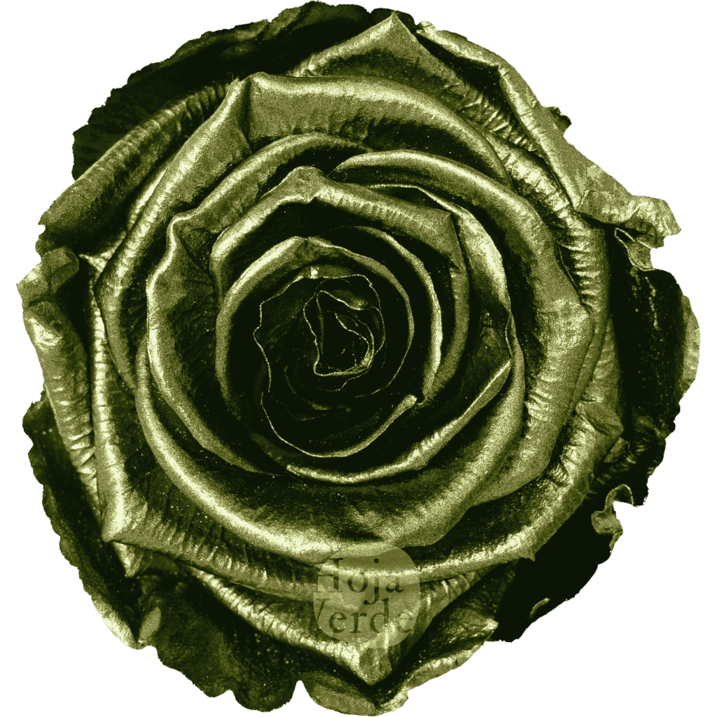 Discover Olive Green by Hoja Verde, preserved Ecuadorian rose painted with a metallic olive green finish