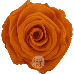 Orange by Hoja Verde, Ecuadorian Preserved & Tinted Rose in vibrant color