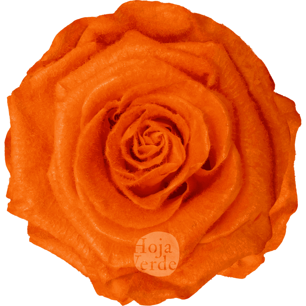 Teddy Orange preserved rose — vibrant orange tone with velvety, fluffy texture by Hoja Verde.