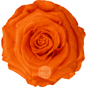 Teddy Orange preserved rose — vibrant orange tone with velvety, fluffy texture by Hoja Verde.