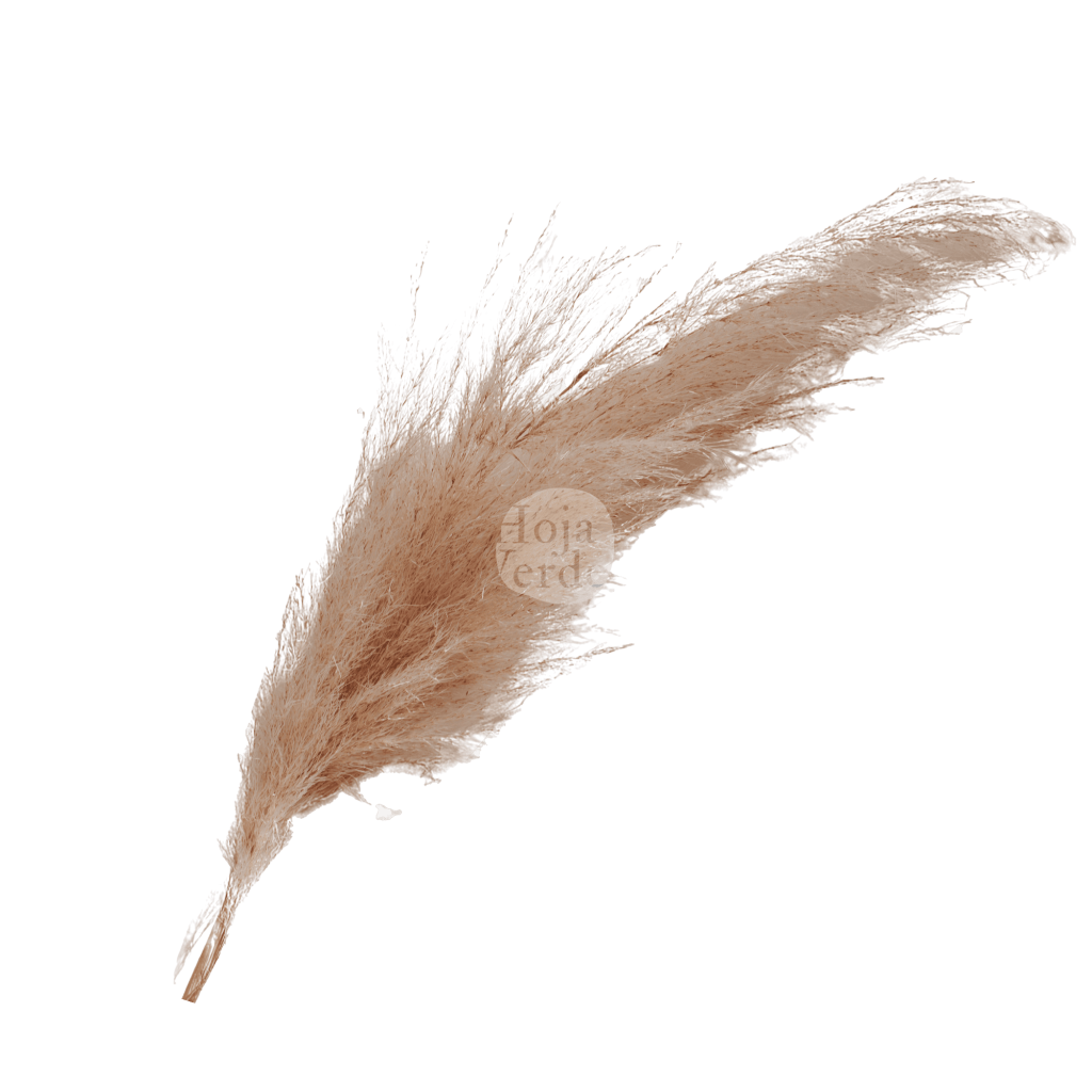 Preserved Pampa Grass by Hoja Verde Ecuador
