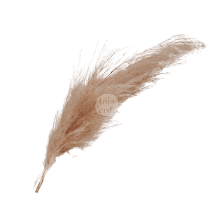 Preserved Pampa Grass by Hoja Verde Ecuador
