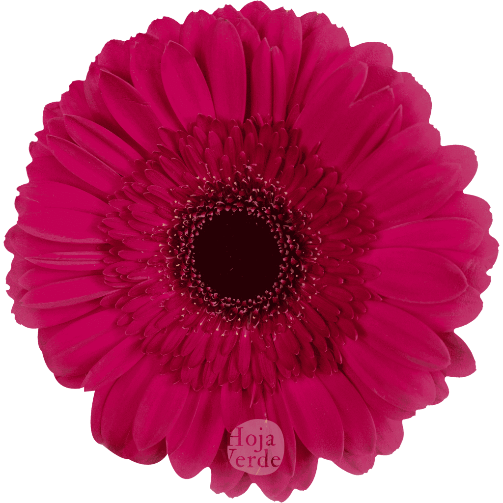 Passoa, pink gerbera grown in Ecuador by Hoja Verde