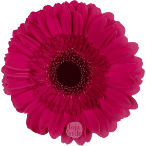Passoa, pink gerbera grown in Ecuador by Hoja Verde